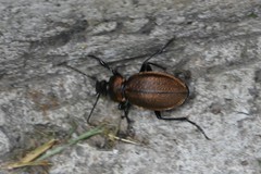 Carabus regalis