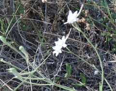 Delphinium consolida paniculatum