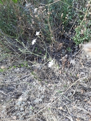 Delphinium consolida paniculatum