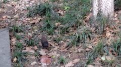 Turdus mandarinus