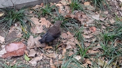 Turdus mandarinus