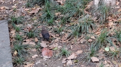 Turdus mandarinus