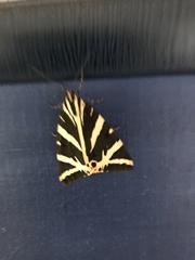 Euplagia quadripunctaria