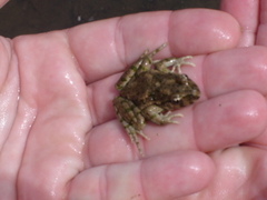 Pelodytes hespericus