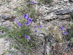 Delphinium consolida paniculatum