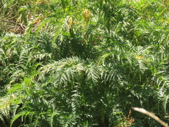 Molopospermum peloponnesiacum