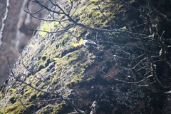 Sitta europaea asiatica