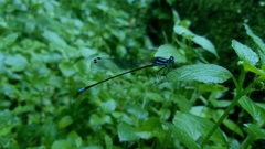 Esme mudiensis