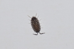 Porcellio obsoletus