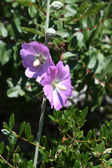 Alcea pallida