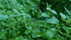 Esme mudiensis