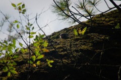 Sitta europaea asiatica