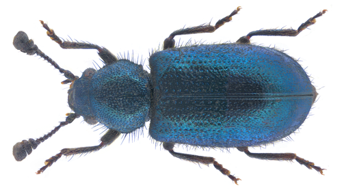 Violet Checkered Beetle photo 2