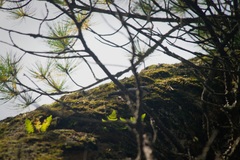 Sitta europaea asiatica