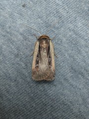 Ochropleura implecta