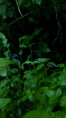 Esme mudiensis