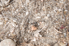 Sigilla dorsata