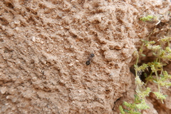 Sigilla dorsata