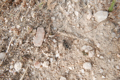 Sigilla dorsata