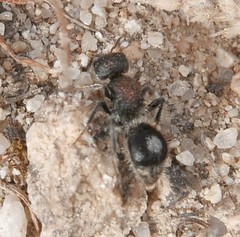 Sigilla dorsata
