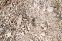 Sigilla dorsata