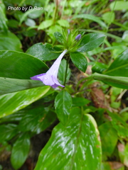 Barleria cristata