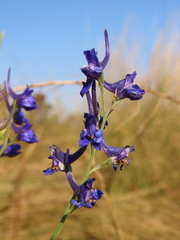 Delphinium halteratum