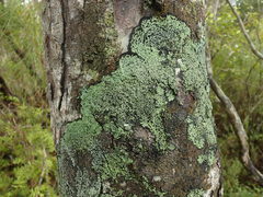 Xanthopsoroma contextum