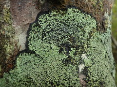 Xanthopsoroma contextum