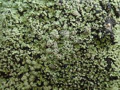 Xanthopsoroma contextum