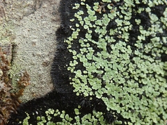 Xanthopsoroma contextum