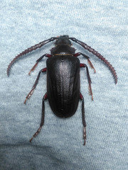 Prionus imbricornis