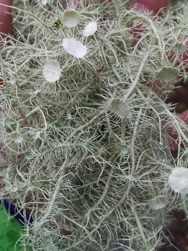 Bushy beard lichen