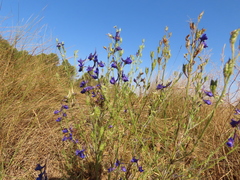 Delphinium halteratum