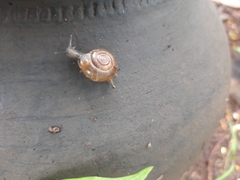 Ariophantidae