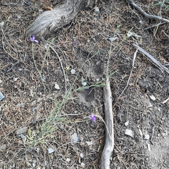 Delphinium consolida paniculatum