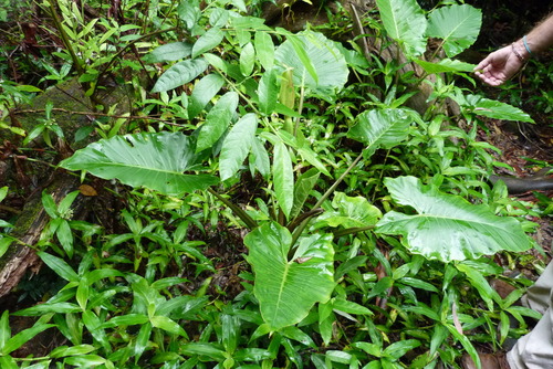 Alocasia brisbanensis