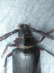 Prionus imbricornis
