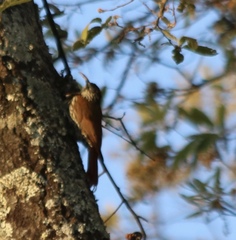 Lepidocolaptes leucogaster