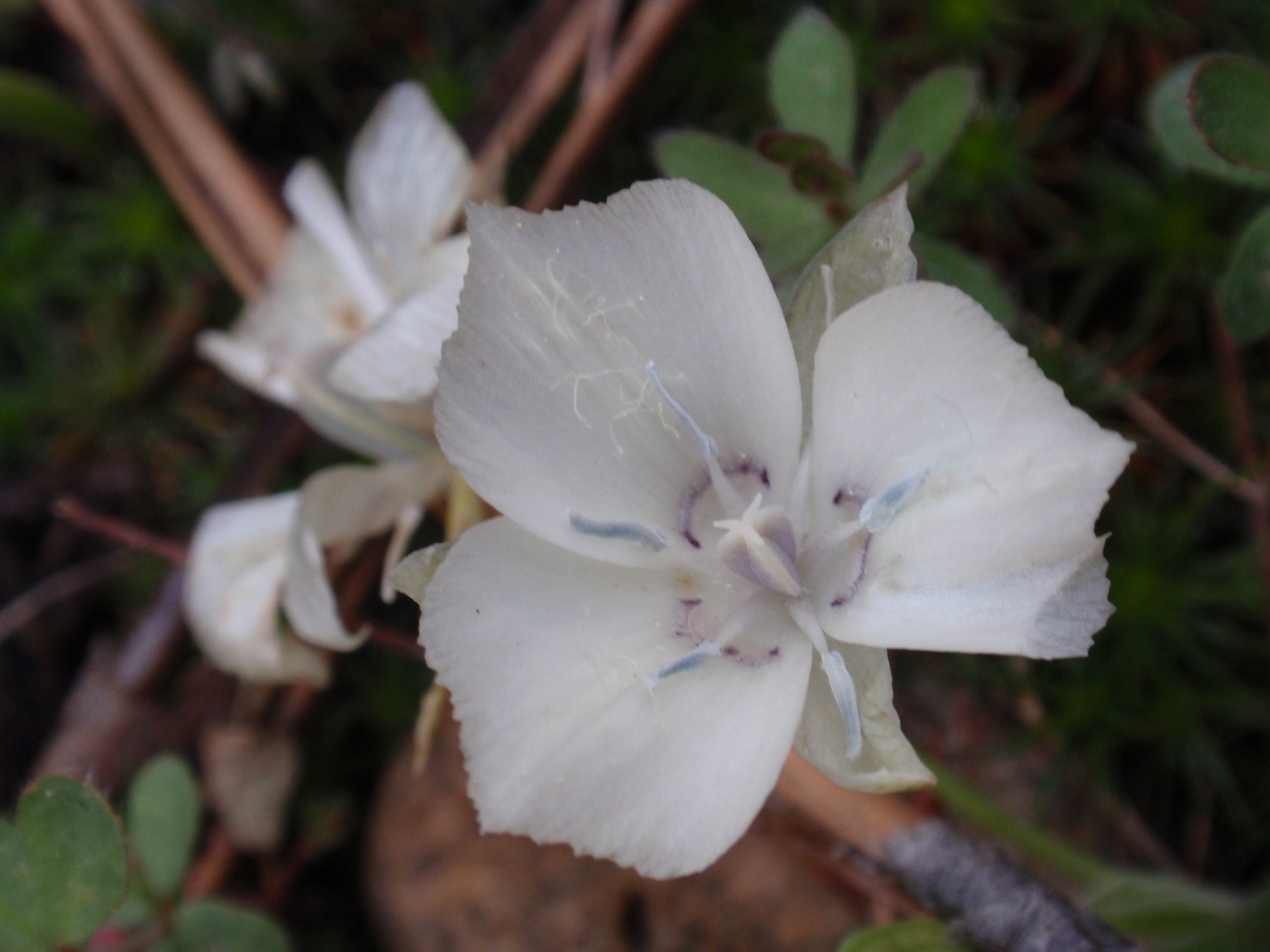 Calochortus minimus