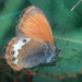 Coenonympha darwiniana - Photo 由 Michele Moroni 所上傳的 (c) Michele Moroni，保留部份權利CC BY-NC