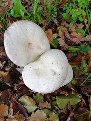 Fungi