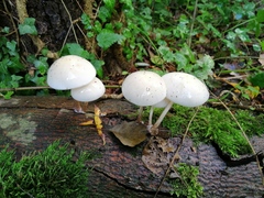 Fungi