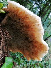 Fungi