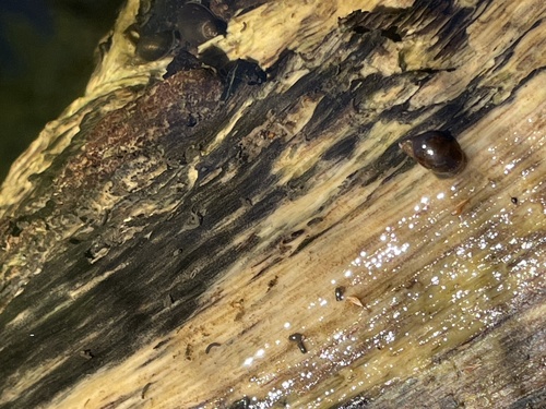 American Ribbed Fluke Snail, New South Wales, AU, photo 10 of 10
