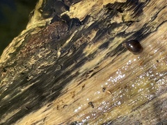 Pseudosuccinea columella