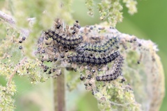 Aglais urticae