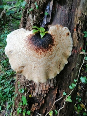 Fungi