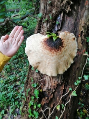 Fungi