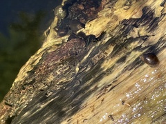 Pseudosuccinea columella